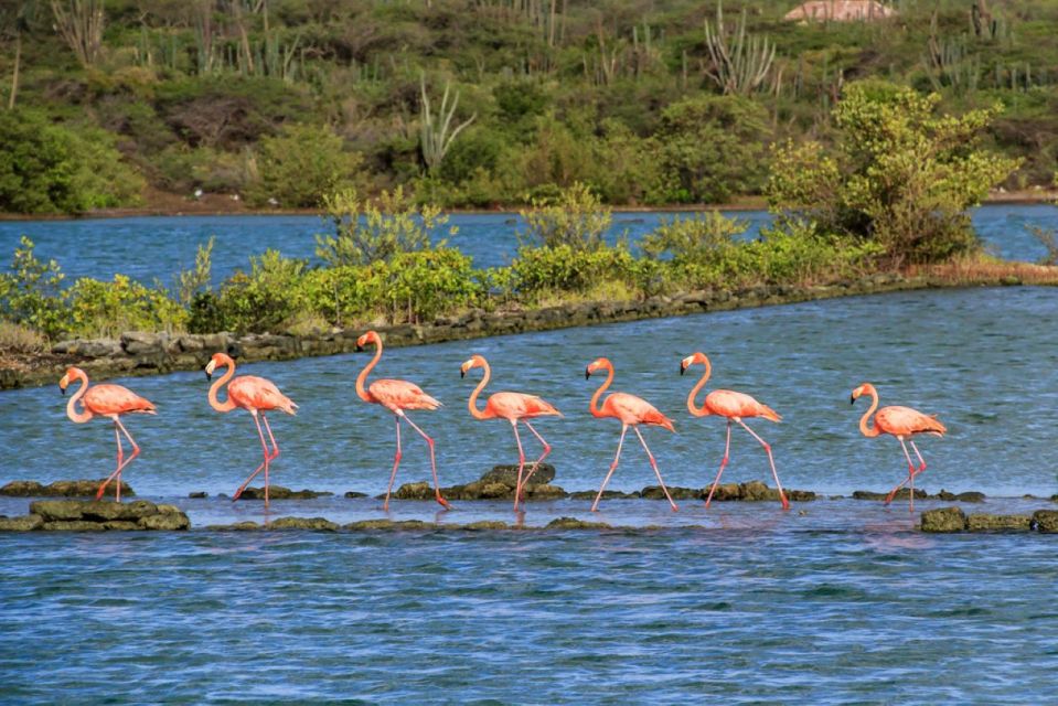 Guia pra brasileiros em Curaçao para fazer um safari pela ilha - Dias de Curaçao