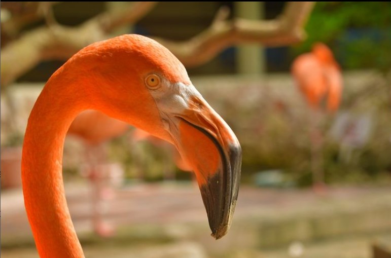 Aquário em Curaçao - Dicas de Curaçao