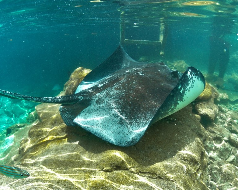 Curaçao Sea Aquarium - Dicas de Curaçao